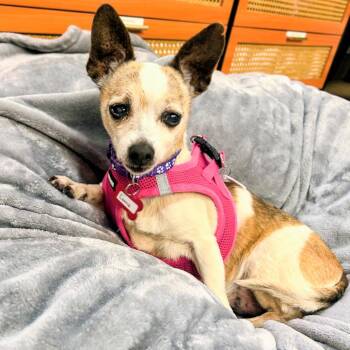 Lorna 14428 -  Chihuahua Dog for Adoption in San Francisco, California - Lorna 14428 | PetCurious