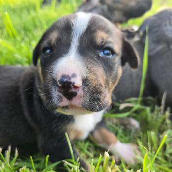 Grace -  Boxer and Mixed Breed Dog for Adoption in Oakville, Washington - Grace | PetCurious