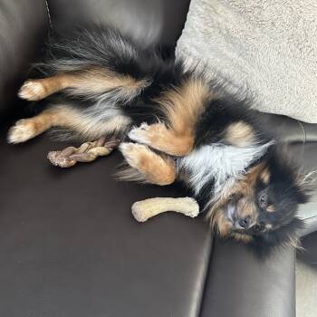 Rescue Pomeranian Dogs for Adoption in South Burlington, Vermont - Bear | PetCurious