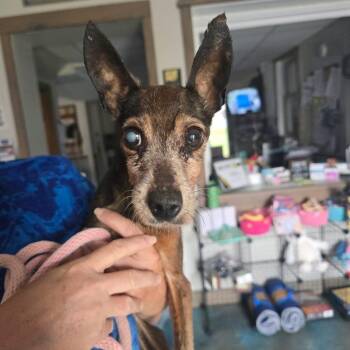 Hope -  Jack Russell Terrier Dog for Adoption in Martinsburg, West Virginia - Hope | PetCurious