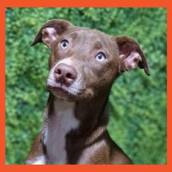 Chocolate Labrador Retriever Dogs Available for Adoption in San Francisco, California - Aria | PetCurious