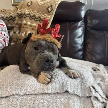 English Bulldog and Mixed Breed Dogs Available for Adoption in Nashville, Tennessee - Joan | PetCurious