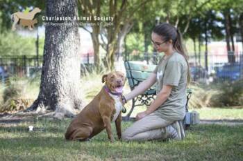 93357a Chiquis -  American Staffordshire Terrier and Mixed Breed Dog for Adoption in North Charleston, South Carolina - 93357a Chiquis | PetCurious