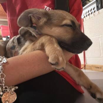 Brooklyn -  Mixed Breed Dog for Adoption in Leander, Texas - Brooklyn | PetCurious