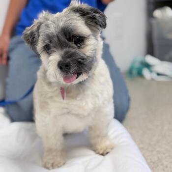 Sharky -  Mixed Breed Dog for Adoption in Medford, Oregon - Sharky | PetCurious