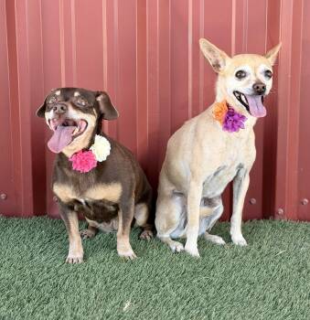 Chihuahua Dogs Available for Adoption - Tootsie And Coco | PetCurious