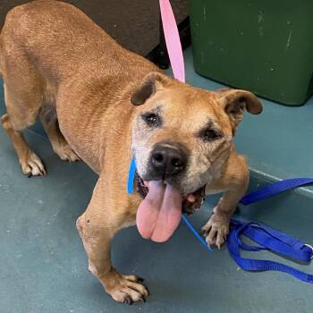 Tyson -  Mixed Breed Dog for Adoption in Memphis, Tennessee - Tyson | PetCurious
