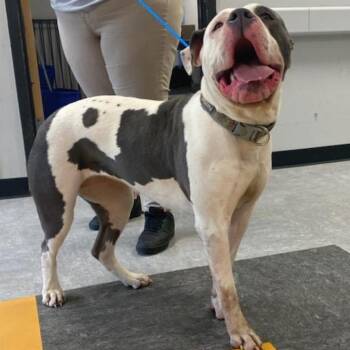 Celia Cruz -  Pit Bull Terrier Dog for Adoption in Philadelphia, Pennsylvania - Celia Cruz | PetCurious