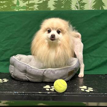 Yago -  Pomeranian Dog for Adoption in Logan, Utah - Yago | PetCurious