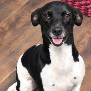 BELLA -  Rat Terrier Dog for Adoption in Dallas, Texas - BELLA | PetCurious
