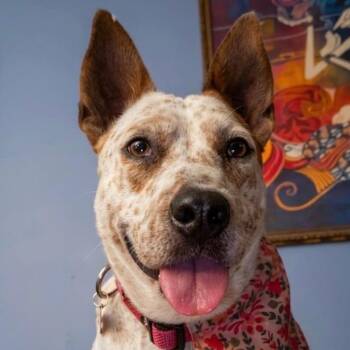 Nova -  Cattle Dog and Terrier Dog for Adoption in Sparta, New Jersey - Nova | PetCurious