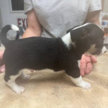 Rescue Chihuahua and Mixed Breed Dogs for Adoption in Wauchula, Florida - Liam | PetCurious