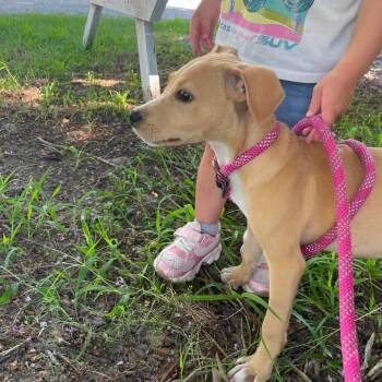 Carlos -  Mixed Breed Dog for Adoption in Windsor, Virginia - Carlos | PetCurious