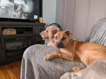 Pit Bull Terrier Dogs Available for Adoption - Cash | PetCurious