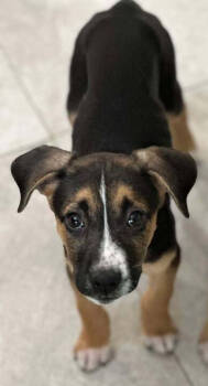 Rescue Retriever and Black Mouth Cur Dogs for Adoption in Saugus, Massachusetts - Bessie | PetCurious