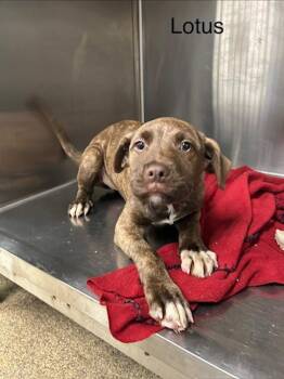 Labrador Retriever Dogs Available for Adoption - Lotus | PetCurious