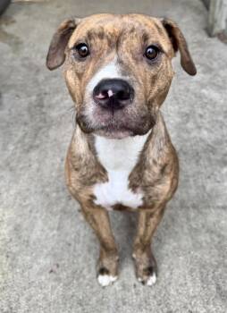 Pit Bull Terrier Dogs Available for Adoption in Chicago, Illinois - Phoebe | PetCurious