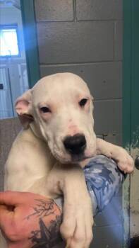 Terrier and Mixed Breed Dogs Available for Adoption - Suge | PetCurious