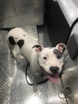 SADIE -  Mixed Breed Dog for Adoption in Dallas, Texas - SADIE | PetCurious