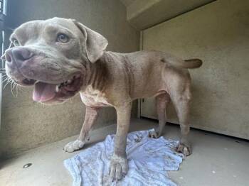 A476842 -  Pit Bull Terrier Dog for Adoption in Oklahoma City, Oklahoma - A476842 | PetCurious