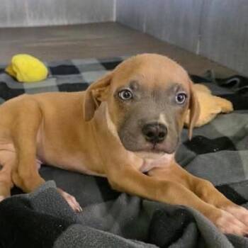 Sawyer -  Mixed Breed Dog for Adoption in Buffalo, Minnesota - Sawyer | PetCurious