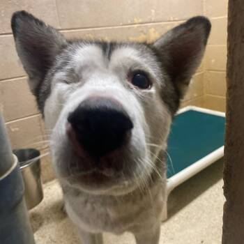 Rescue Husky Dogs for Adoption in Newport, North Carolina - Max | PetCurious
