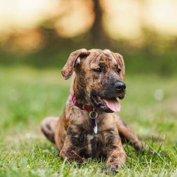 Ellie -  Plott Hound Dog for Adoption in Columbia, Maryland - Ellie | PetCurious
