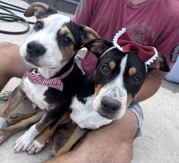 Plankton -  Catahoula Leopard Dog and Australian Shepherd Dog for Adoption in Salt Lake City, Utah - Plankton | PetCurious