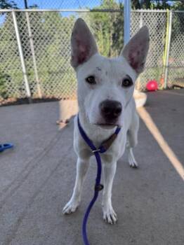 Siberian Husky Dogs Available for Adoption in Charlotte, North Carolina - MANON | PetCurious