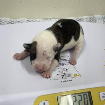 Gina -  Terrier and Mixed Breed Dog for Adoption in Galax, Virginia - Gina | PetCurious