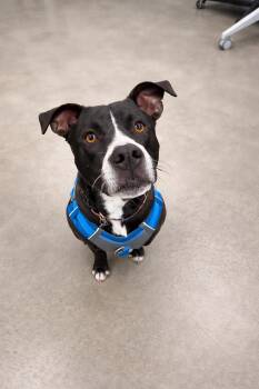 American Staffordshire Terrier Dogs Available for Adoption - Romeo | PetCurious