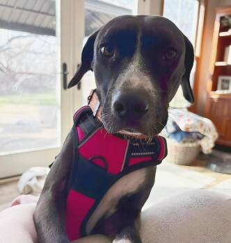 Pit Bull Terrier and Labrador Retriever Dogs Available for Adoption in Kansas City, Missouri - Pepper | PetCurious