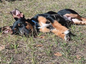 Rescue Dachshund Dogs for Adoption in Manhattan, Montana - Charlie | PetCurious