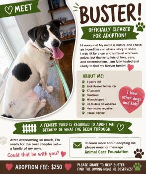 Buster -  Jack Russell Terrier and Chihuahua Dog for Adoption in Winston-salem, North Carolina - Buster | PetCurious