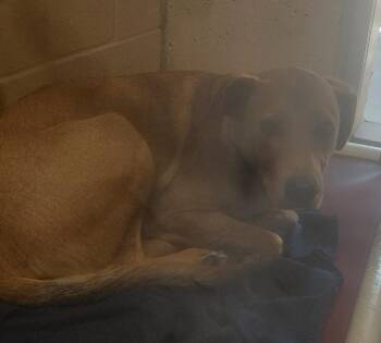 Smiles -  Labrador Retriever and Mixed Breed Dog for Adoption in Fall River, Massachusetts - Smiles | PetCurious