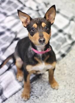 Rescue Hound Dogs for Adoption in Manchester, New Hampshire - Evian In NH! Come Meet Our Adoptable Dogs Wednesday-Saturday. Mo | PetCurious