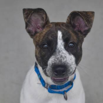 Dallas -  Cattle Dog and Mixed Breed Dog for Adoption in Emporia, Kansas - Dallas | PetCurious