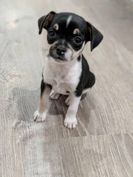Pebbles -  Chihuahua Dog for Adoption in Las Vegas, Nevada - Pebbles | PetCurious