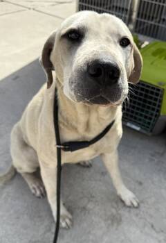 Rescue American Staffordshire Terrier Dogs for Adoption in Tulare, California - Bubbs | PetCurious