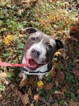 Scarlet -  Pit Bull Terrier Dog for Adoption in Batavia, Ohio - Scarlet | PetCurious