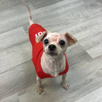 Leon -  Mixed Breed Dog for Adoption in Emporia, Kansas - Leon | PetCurious