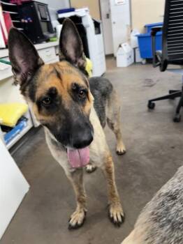 NICO -  Mixed Breed Dog for Adoption in Dallas, Texas - NICO | PetCurious