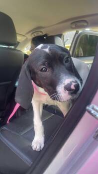 Coonhound and Mixed Breed Dogs Available for Adoption in Clinton, Wisconsin - Slushie | PetCurious