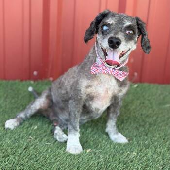 WILSON -  Poodle Dog for Adoption in Cranston, Rhode Island - WILSON | PetCurious