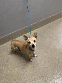 Chihuahua and Mixed Breed Dogs Available for Adoption in Las Vegas, Nevada - TOBIE | PetCurious