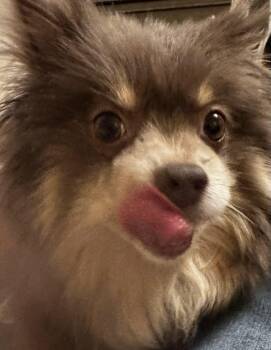 Pomeranian Dogs Available for Adoption in Boardman, Ohio - Ricki | PetCurious
