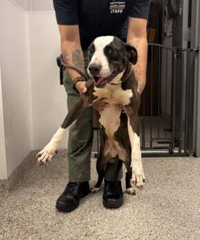 Terrier and Mixed Breed Dogs Available for Adoption in Gastonia, North Carolina - Panda | PetCurious