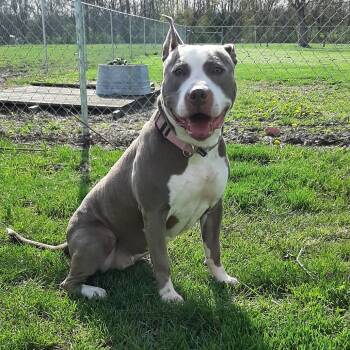 Rescue Pit Bull Terrier Dogs for Adoption in Mooresville, Indiana - Lola | PetCurious