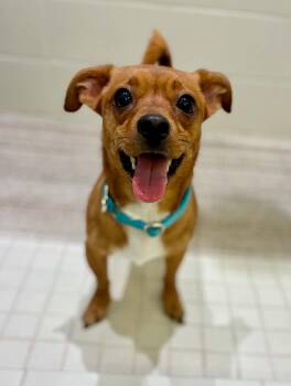 RJ -  Chiweenie Dog for Adoption in Gulfport, Mississippi - RJ | PetCurious