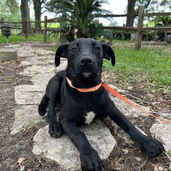 Pit Bull Terrier and Black Labrador Retriever Dogs Available for Adoption in Winnie, Texas - Queenie | PetCurious